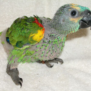 Seralyn, a baby female Blue-Fronted Amazon with soft turquoise forehead bloom and sweet temperament.