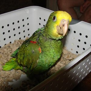 Zeraphine, a 5-month baby female Double Yellow-Headed Amazon with early color brightening and gentle curiosity.
