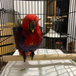 Auralise, a baby female Grand Eclectus showing soft crimson bloom and gentle feminine warmth