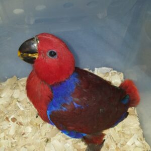 Seraphelle the baby female Red-Sided Eclectus with crimson velvet shading and cobalt underglow