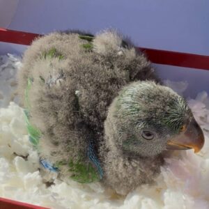 Marelia, a baby female Solomon Island Eclectus showing sweet green radiance and tender emotional warmth
