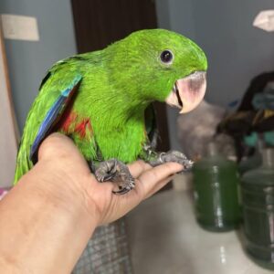 Marivelle, a baby female Vosmaeri Eclectus with velvet maroon glow and soft early femininity