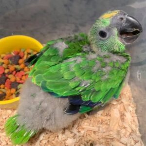 Marinelle, a 5-month baby female Yellow-Naped Amazon parrot with soft juvenile feathering and early mimicry.
