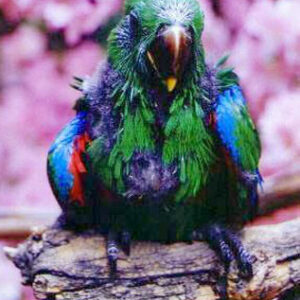 Emerion, a baby male Grand Eclectus with glowing emerald bloom and gentle baby calmness