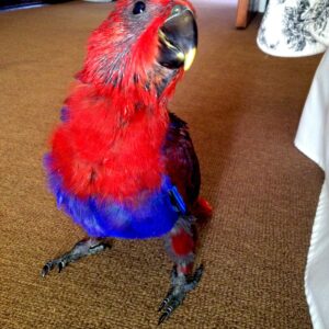 Aemion the baby male Red-Sided Eclectus with emerald wing glow and velvet plumage texture.