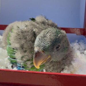 Alt Text Tairo the baby male Solomon Island Eclectus with tropical emerald brightness and gentle awareness
