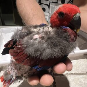 Aurelio, a baby male Vosmaeri Eclectus with deep scarlet glow and gentle baby confidence