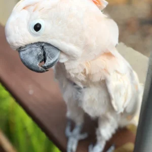 Elowen, a sweet 3.2-month baby Moluccan Cockatoo with fluffy peach down and an emerging salmon crest.