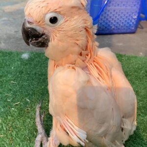 Elian, a fluffy 3.9-month baby male Moluccan Cockatoo with an emerging salmon crest.