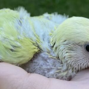 Baby Peach-Faced Lovebird with soft peach facial tones