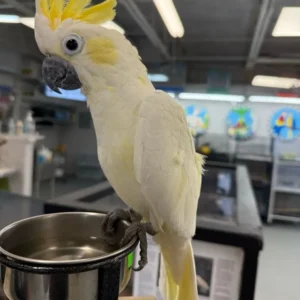 Serin, a lively hand-fed baby sulphur cockatoo for sale with a forming yellow crest.