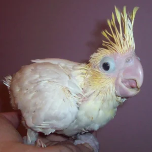 Elowen, a soft baby sulphur crested cockatoo companion with snowy feathers and a forming yellow crest.
