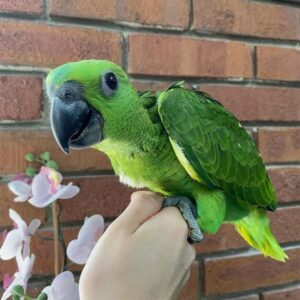 Elio, a 6-month baby Yellow-Naped Amazon parrot with bright juvenile plumage and early vocal play.
