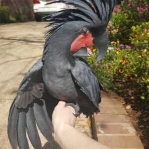 Liora, a 9.7-month juvenile female Black Palm Cockatoo with dark charcoal plumage and expressive cheek patches.