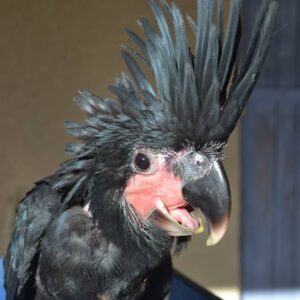 Arix, a 10.2-month juvenile male Black Palm Cockatoo with charcoal feathers and expressive cheek patches.