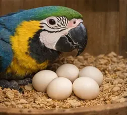 Blue & Gold Macaw Eggs