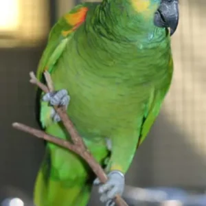 Azelio, a young male Blue-Fronted Amazon with vivid blue forehead color and active vocal curiosity.