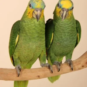 Olivaro and Syrella, a bonded Blue-Fronted Amazon pair with bright turquoise masks and synchronized behavior.