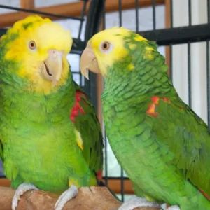 Mavion and Liora, a bonded Double Yellow-Headed Amazon pair with bright golden crowns and harmonious behavior.