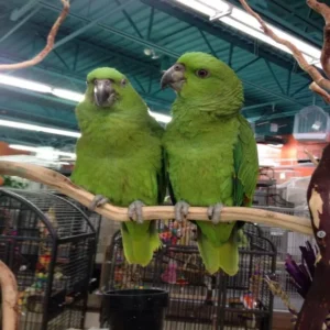 Calyon and Seraphiel, a bonded Yellow-Naped Amazon pair with bright plumage and synchronized behavior.