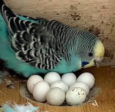 Budgerigar fertile egg prepared for incubation