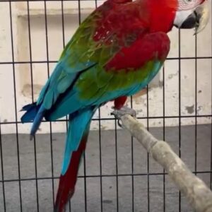 Young male Green-Winged Macaw named Caelthor with confident posture