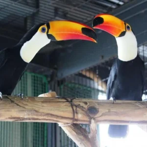 Young Toco Toucan pair Calyx and Nira available for sale