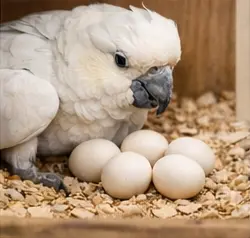 Cockatoo Parrot Eggs for sale