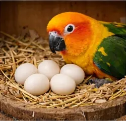 Conure Parrot Eggs