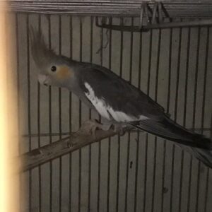 Corvayne young male Pied cockatiel with bold patchwork markings and confident stance