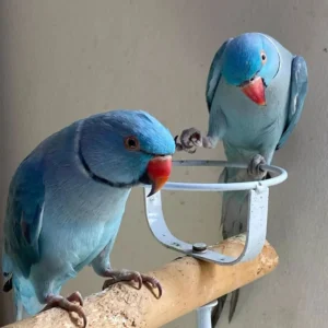Bonded Indian Ringneck parakeet couple perched together with emerald and turquoise feathers