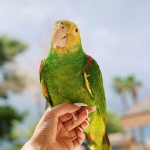 Aurelio, a 1.4-year Double Yellow-Headed Amazon with a bright golden crown and early singing ability.