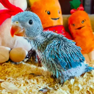 Baby female Indian Ringneck parakeet named Elara with soft pastel-green plumage