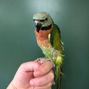 Young female Mustache Parakeet named Elara with soft green plumage