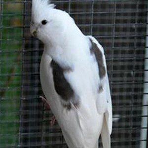 Elara young female White-Faced cockatiel with snowy mask and soft grey plumage