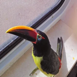Baby female Green Aracari Toucan Elari available for sale