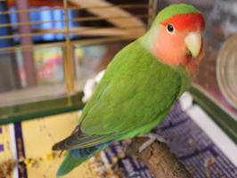 Young male Peach-Faced Lovebird named Elio with emerging apricot mask