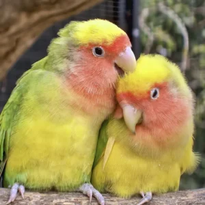 Fischer’s Lovebird male and female perched together