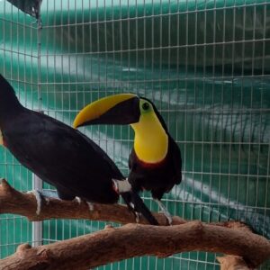 Baby female Chestnut-mandibled Toucan Elowen available for sale