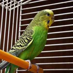 Young female green budgerigar named Elowen perched calmly