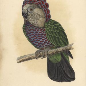 Young female Hawk-headed Parrot Elowen with visible crest display