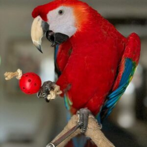Young female Scarlet Macaw named Elowen with vivid red, yellow, and blue plumage
