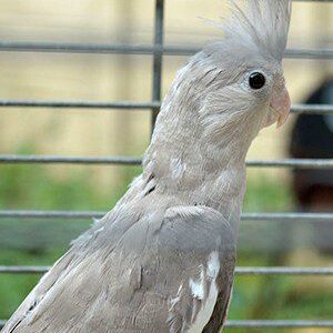 Elowyn young female Pearl cockatiel with soft golden lacing and graceful expression