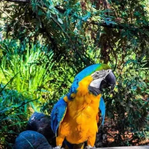 Enzo, a tame young blue yellow macaw perched gently at Exotic Birds Farm