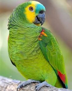 Maravelle, a 1.6-year female Blue-Fronted Amazon with turquoise forehead glow and soft temperament.