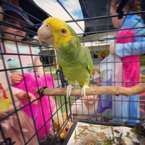 Solandra, a 1.7-year female Double Yellow-Headed Amazon with a golden face and soft temperament.