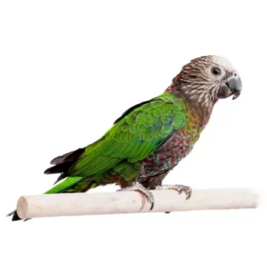 Juvenile female Hawk-headed Parrot Aurexyn with expressive crest feathers
