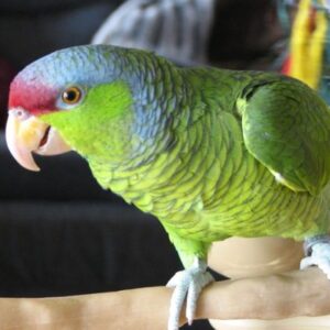 Averin, a female Lilac-Crowned Amazon with soft violet crest shade and gentle personality.