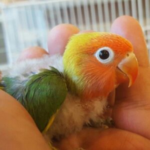 Baby male Fischer’s Lovebird with soft tri-colour facial mask