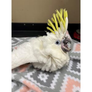 Maelia, a gentle baby sulphur cockatoo with soft snowy feathers and a forming yellow crest.